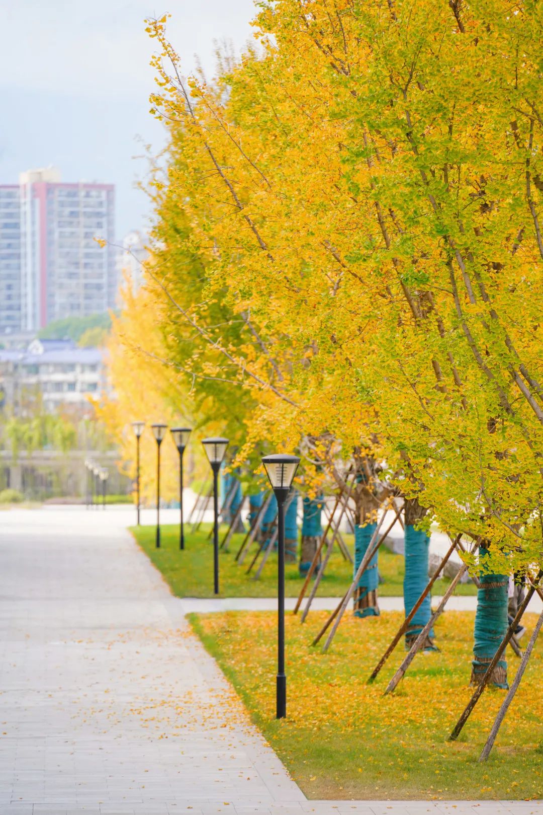 周末你好｜全新恩施學(xué)院秋日壁紙，無瑕！免費(fèi)出！