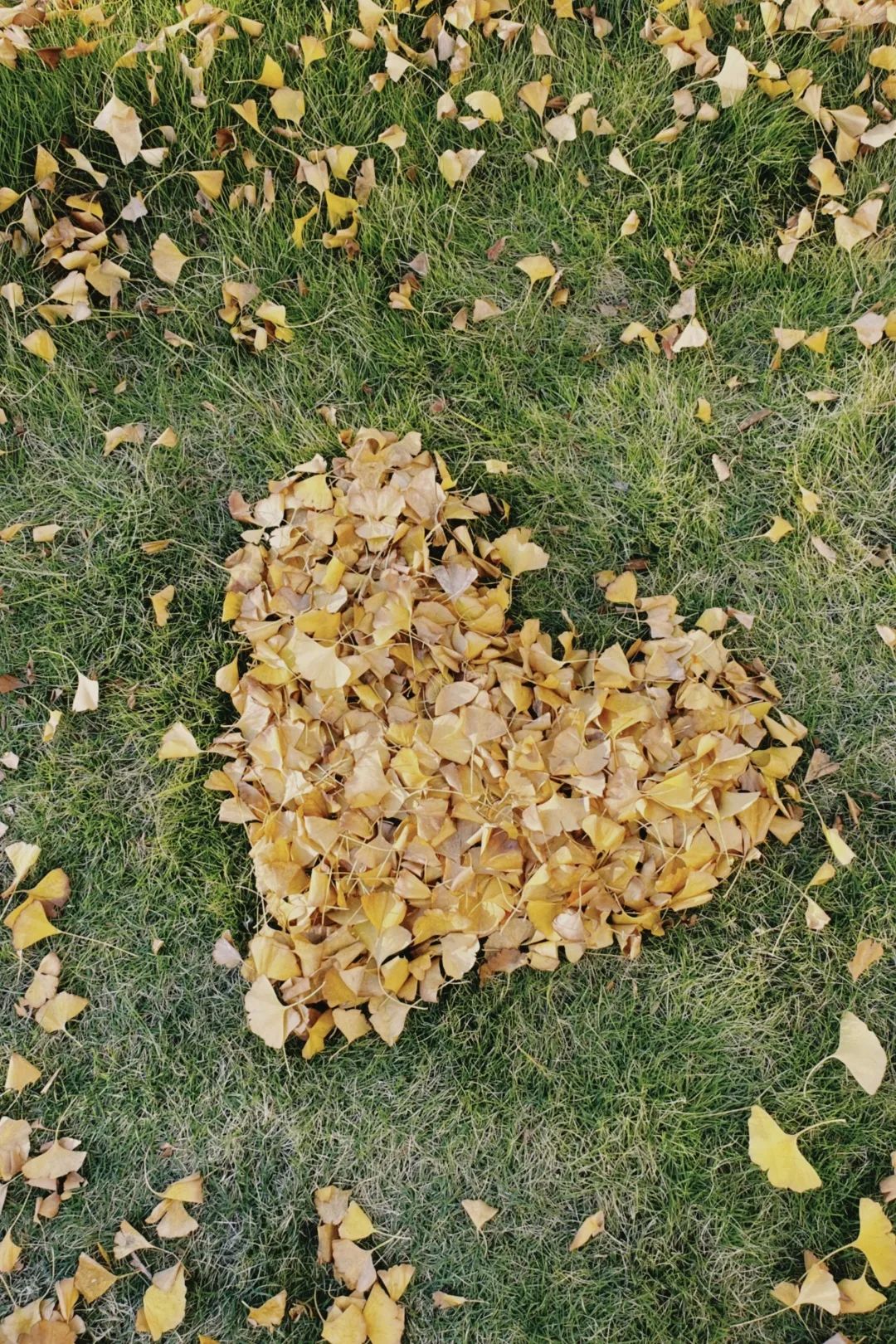 周末你好｜全新恩施學(xué)院秋日壁紙，無瑕！免費(fèi)出！