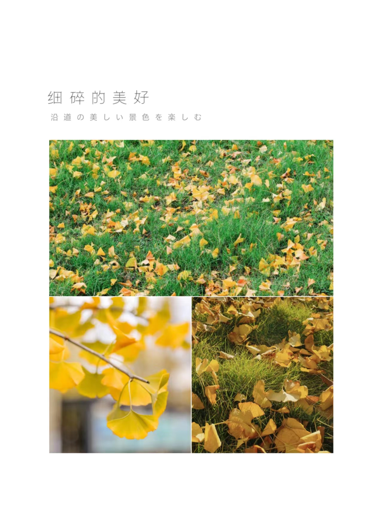 周末你好｜全新恩施學(xué)院秋日壁紙，無瑕！免費(fèi)出！